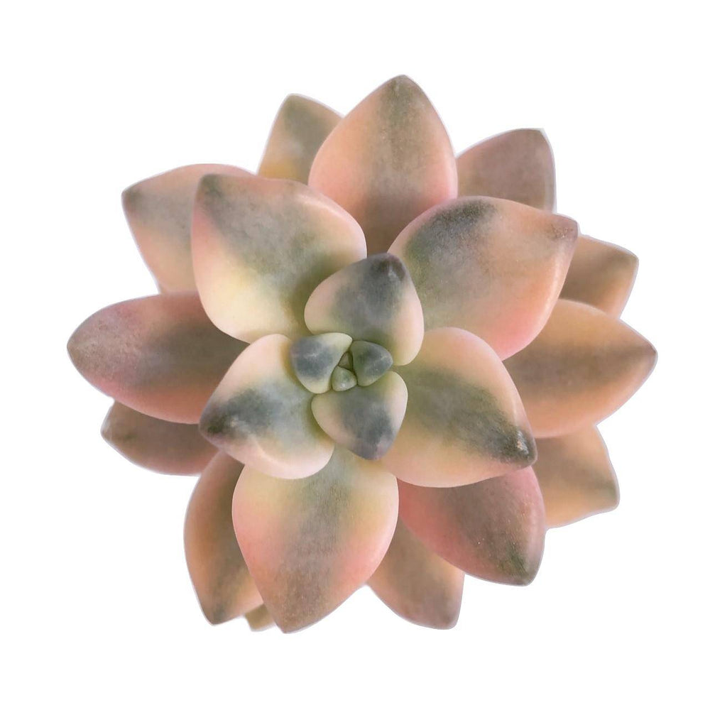 SALE! Stretchy Graptoveria Titubans, (Random)