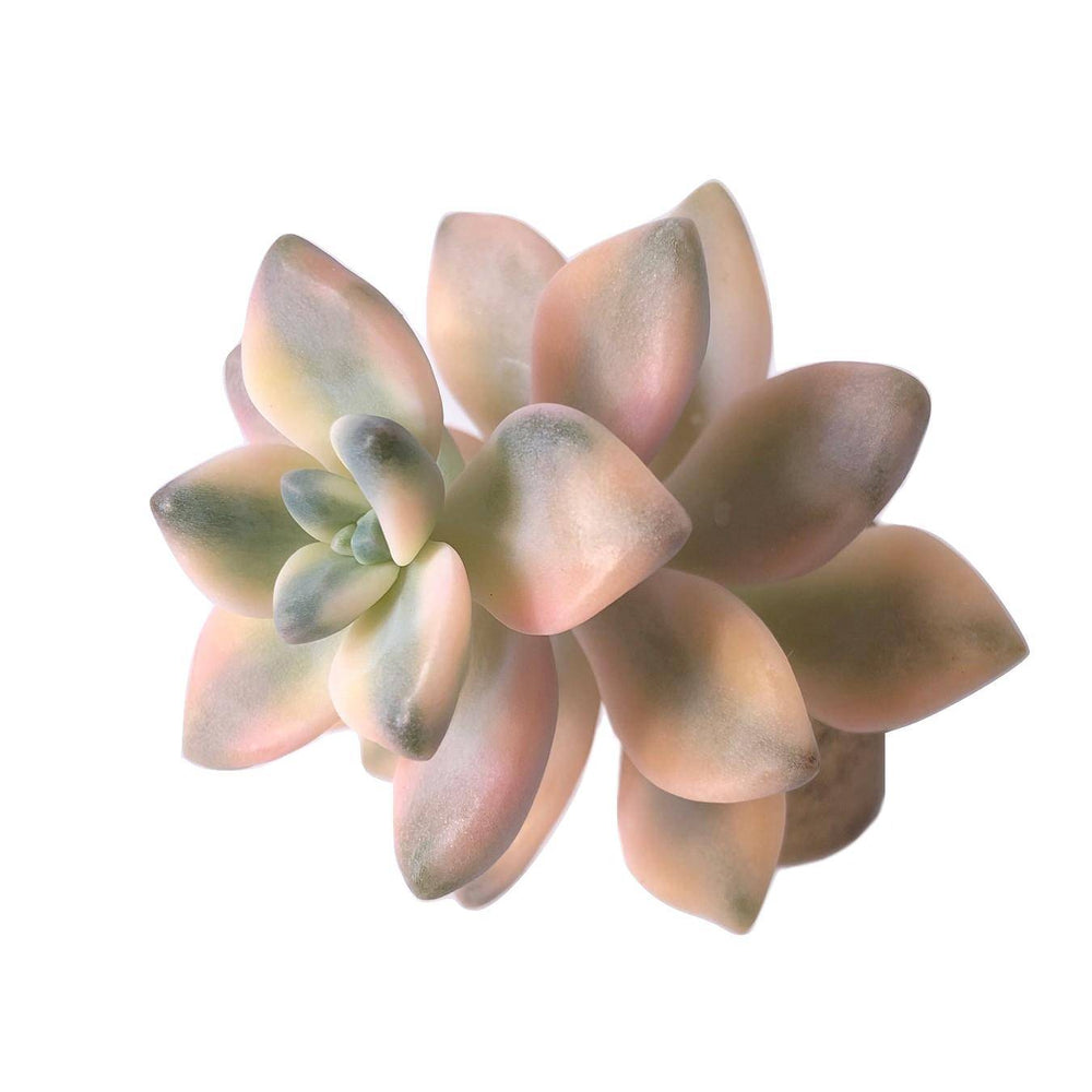 SALE! Stretchy Graptoveria Titubans, (Random)