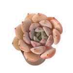 SALE! Echeveria Clara