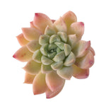 SALE! Echeveria Bingus