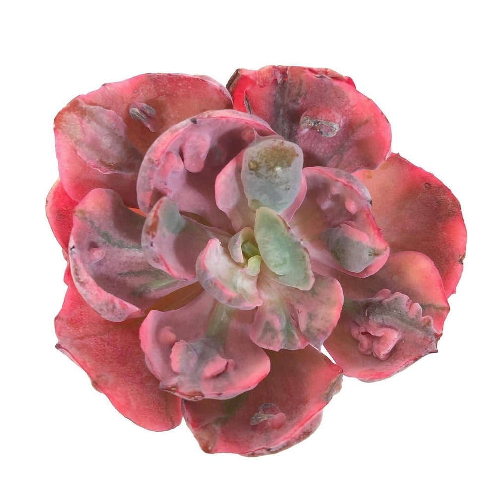 SALE! Echeveria Beyonce Rainbow