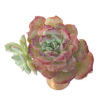 SALE! Echeveria Lovely