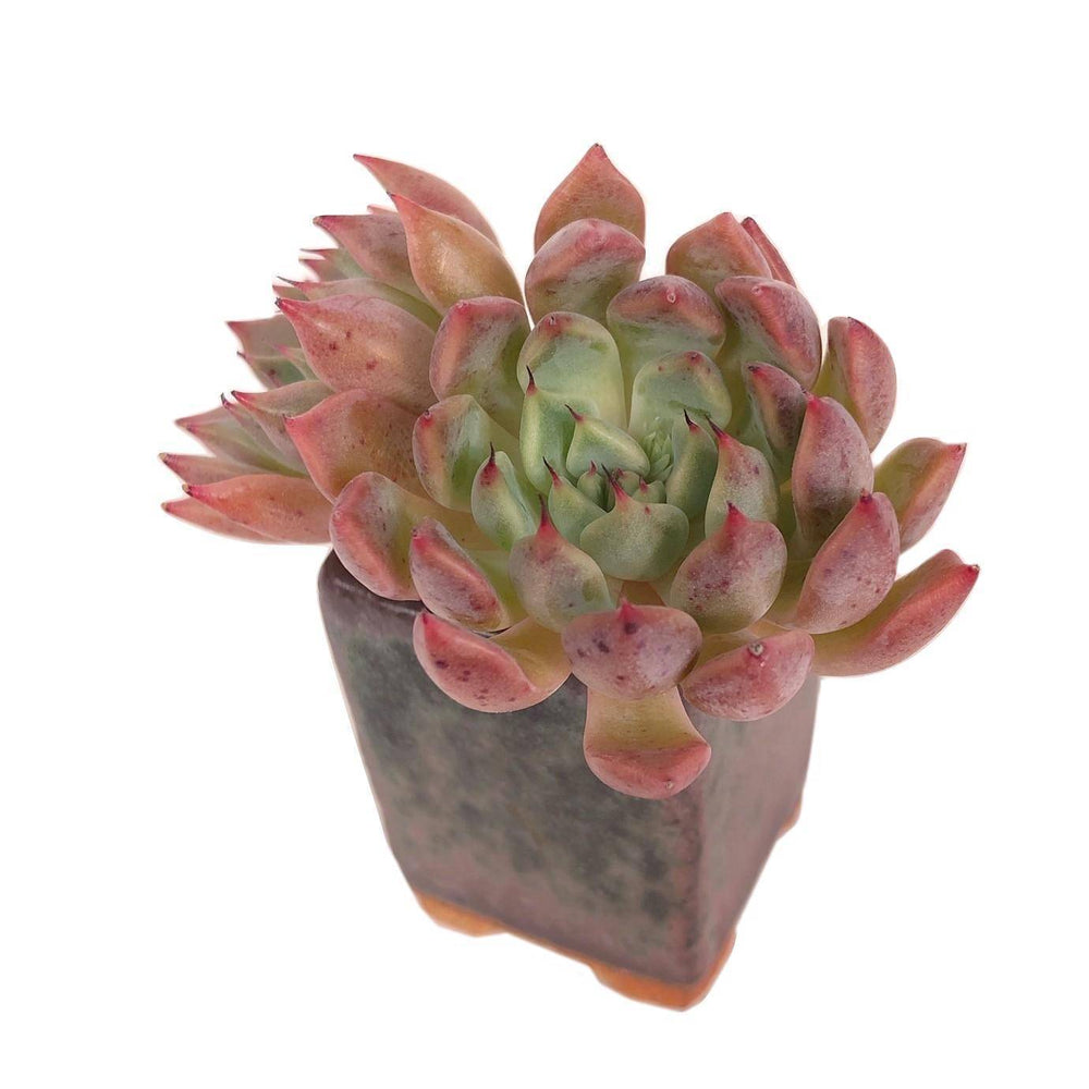 SALE! Echeveria Golden Bear