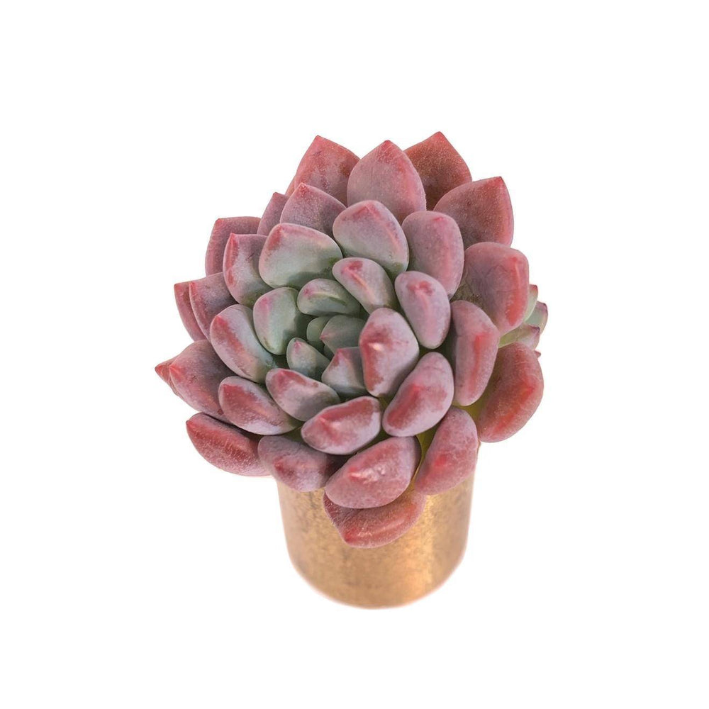 SALE! Echeveria Ameona