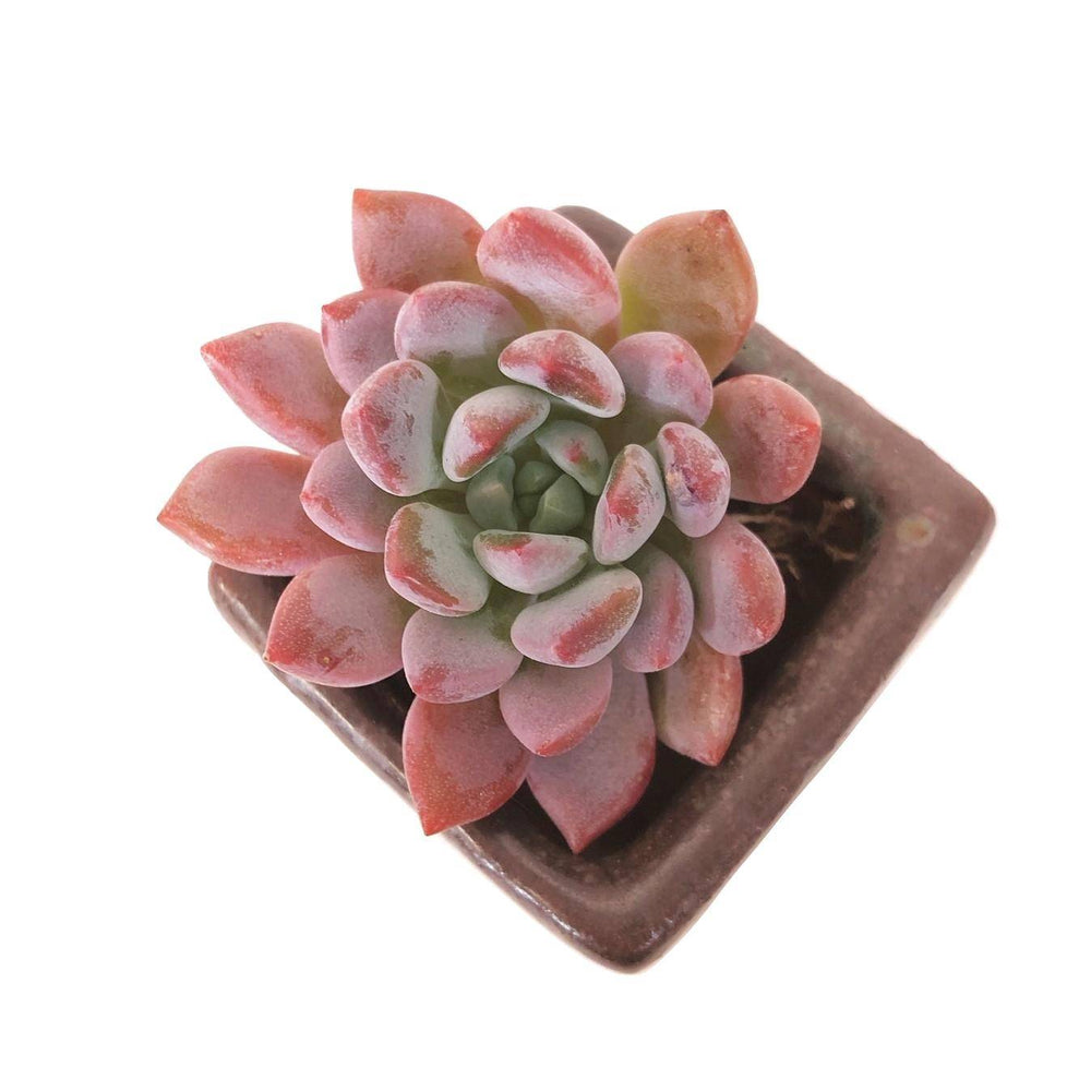 SPECIAL! JUST CART!! Echeveria Ameona