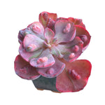 SALE! Echeveria Beyonce Rainbow