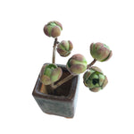 SALE! Aeonium Adodes