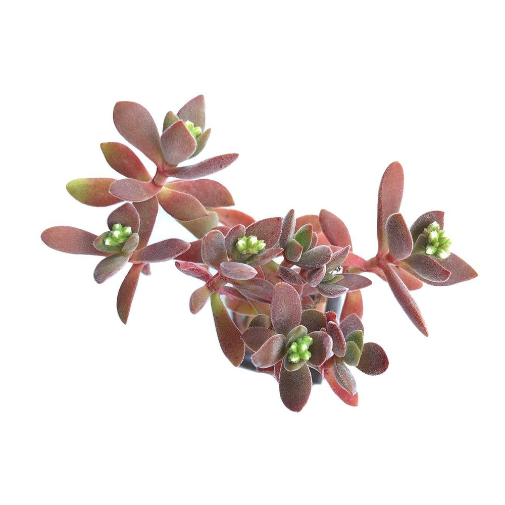 SALE! Crassula Atropurpurea var. Watermeyeri