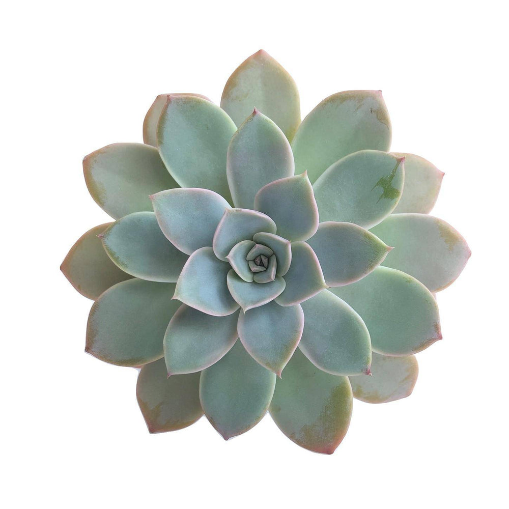 SALE! Echeveria Tinkerbell, (Random)