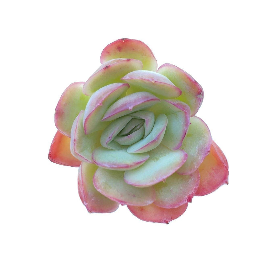 SALE! Echeveria Strawberry Ice, (Random)