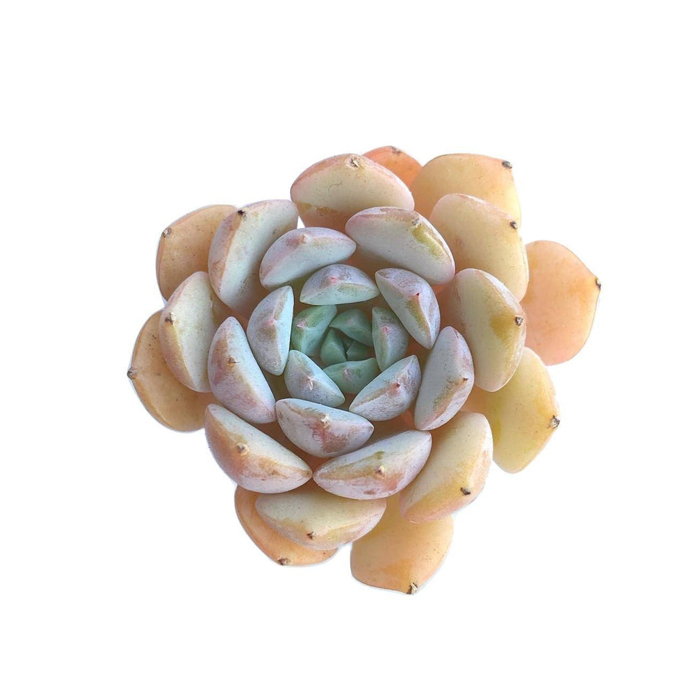 SALE! Echeveria Clara, (Random)