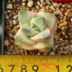 PRESALE Crassula Moonglow, Variegata, (Random)