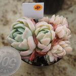 MOTHER'S DAY WEEKEND FLASH SALE! PRESALE Echeveria Elegans, Mini Clusters, (Random)