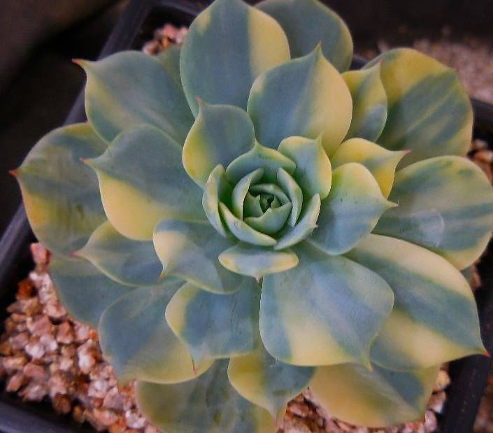 Echeveria Bluette, Variegata