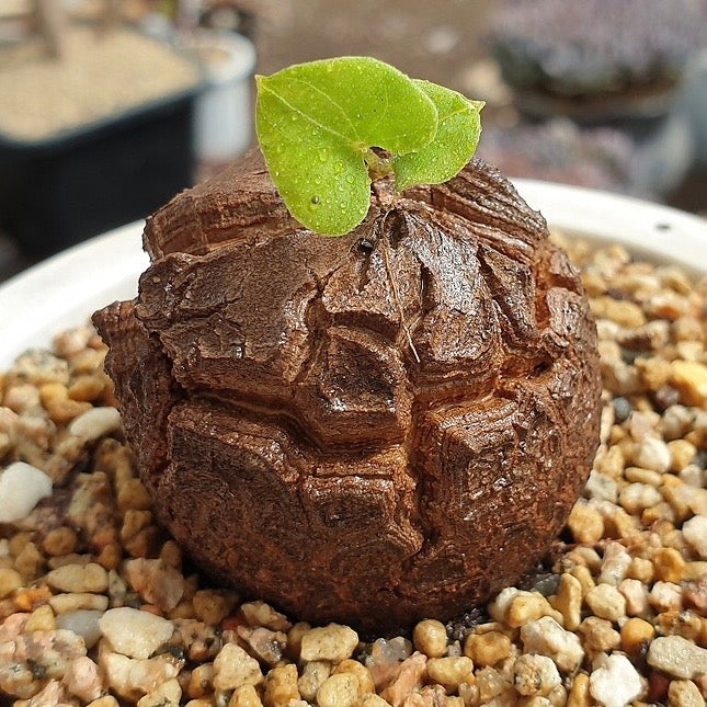dioscorea succulent Dioscorea Elephantipes – Cedar Creek Farmhouse