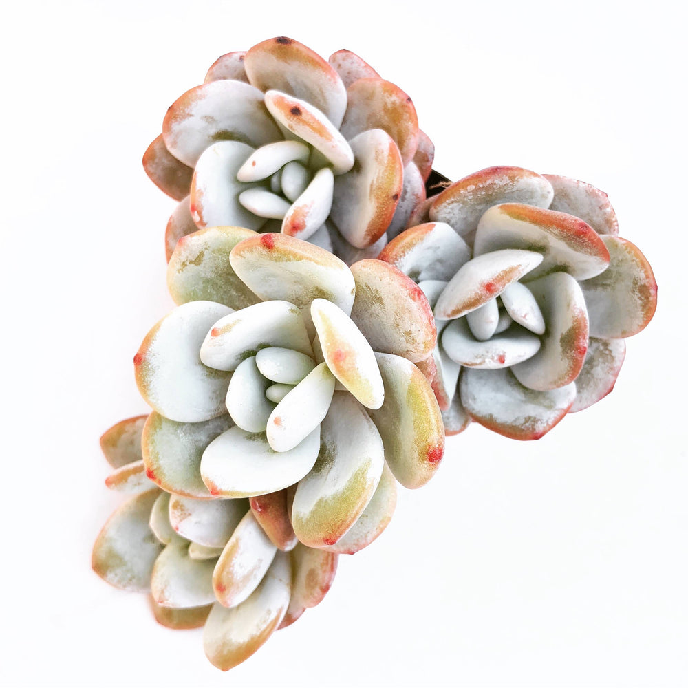 Echeveria Lauii, (Random)