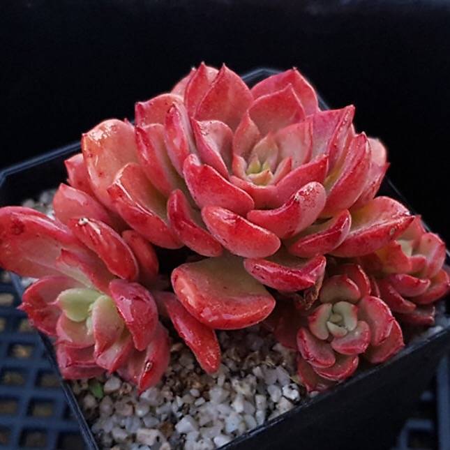 PRESALE Echeveria Noble, (Random)