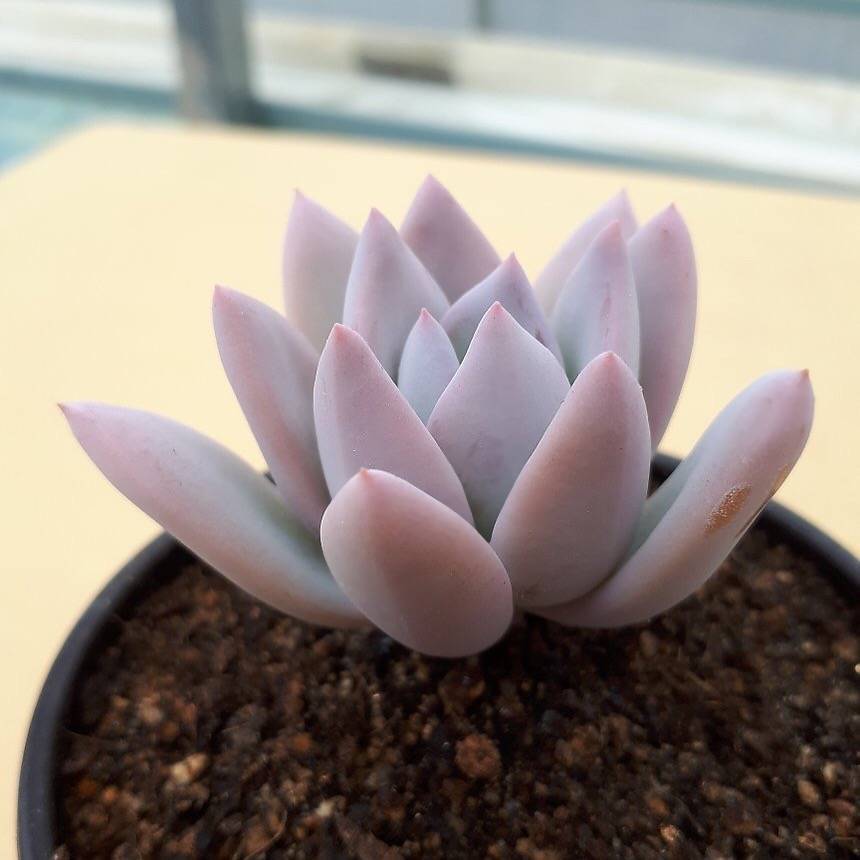 PRESALE  Echeveria Simonoasa, Non-Variegated, (Random)