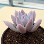 PRESALE  Echeveria Simonoasa, Non-Variegated, (Random)