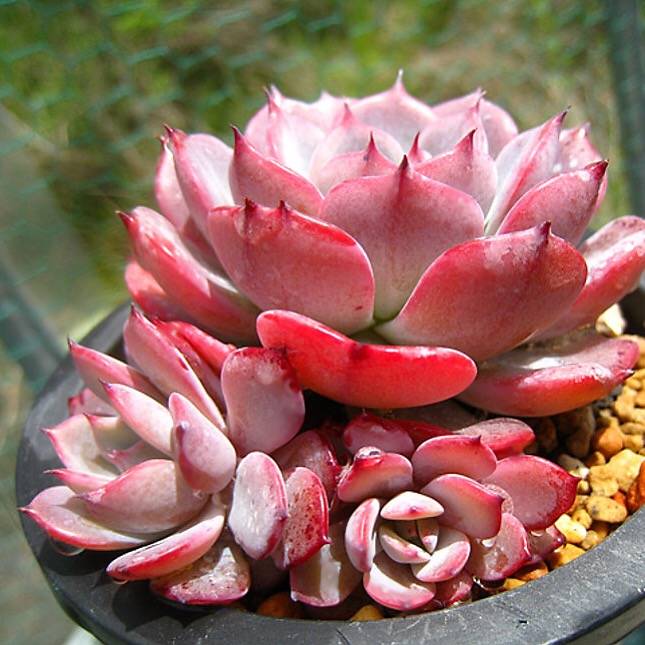 PRESALE Echeveria Laulensis, (Random)