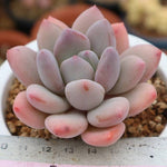 PRESALE Echeveria Sp., (Random)