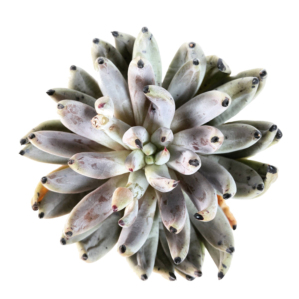 Echeveria Unguiculata