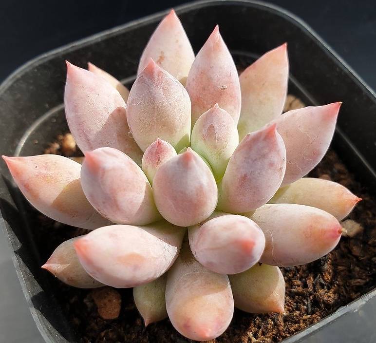 angel succulent Echeveria Angel Fingers – Cedar Creek Farmhouse