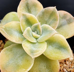 Graptoveria Harry Watson Variegata