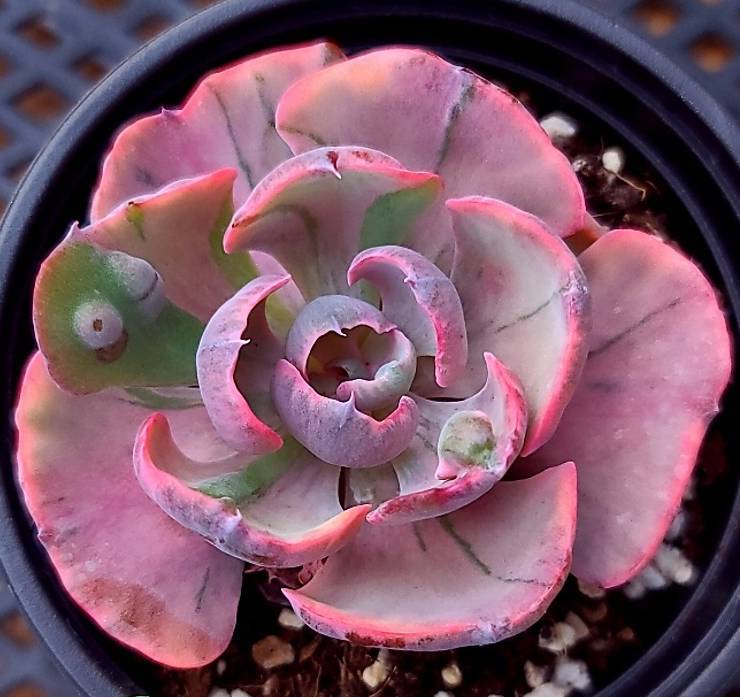 Echeveria Beyonce Rainbow