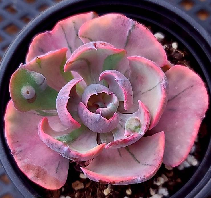 beyonce succulent Echeveria Beyonce Rainbow – Cedar Creek Farmhouse