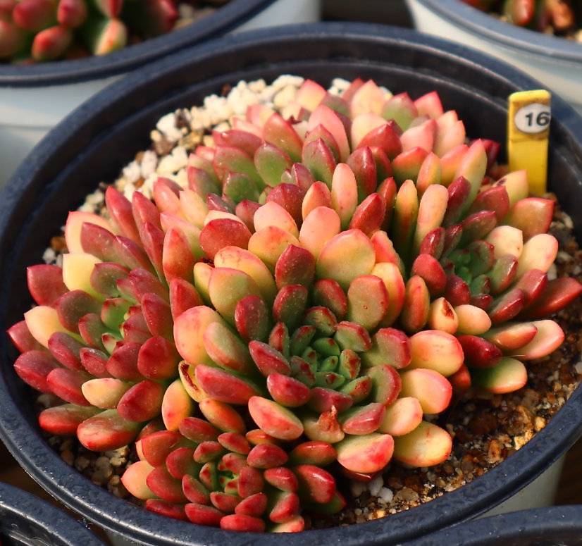 Sedeveria Pink Ruby, (Random)