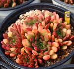 Sedeveria Pink Ruby, (Random)