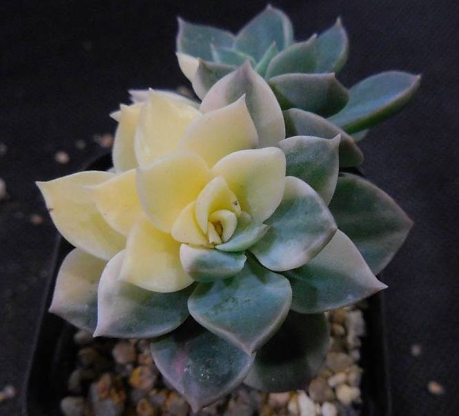 Echeveria Anna, Variegata