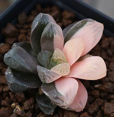 Haworthia Variegata