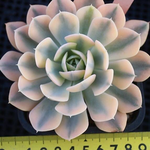 Echeveria Akaihosi, Variegata