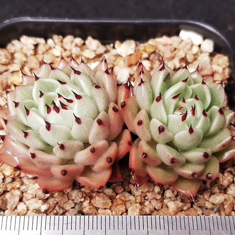 Echeveria Zaragosa