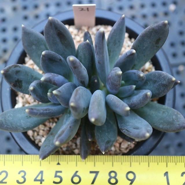 Pachyveria cv Black Swan