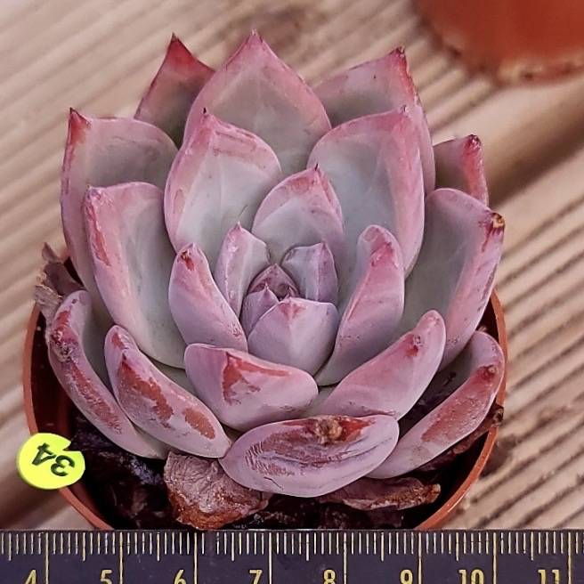 Echeveria Colorata, Blemished