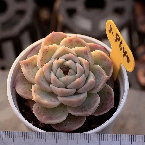 Echeveria Red Velvet