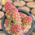 Monadenium Ritchiei, Variegata