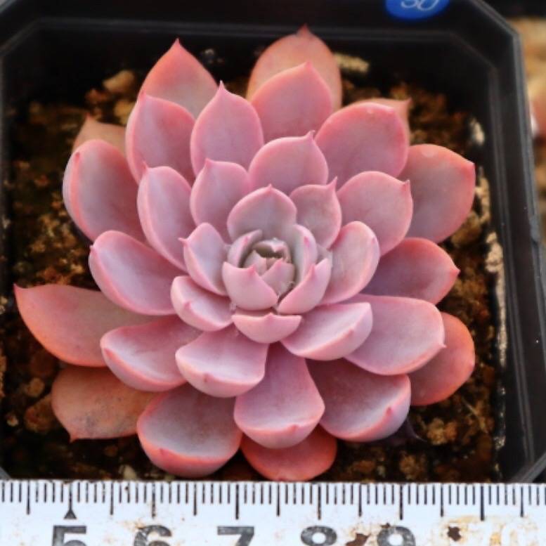 Echeveria Pinky Hybrid