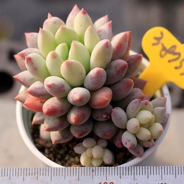 Echeveria Crown Ball