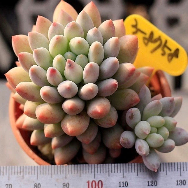 Echeveria Crown Ball