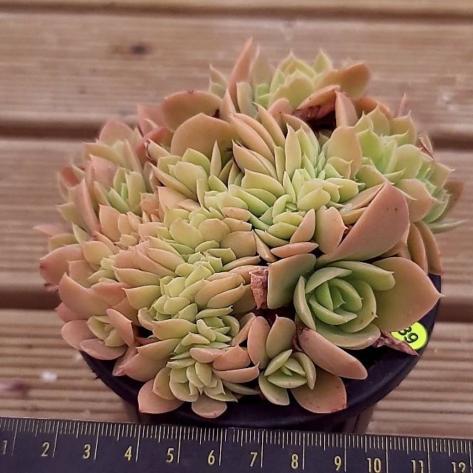 Echeveria Pastel, Cristata