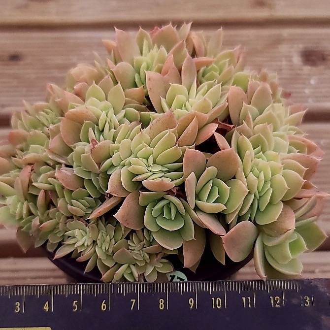 Echeveria Pastel, Cristata