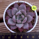 Echeveria Black Sabbath