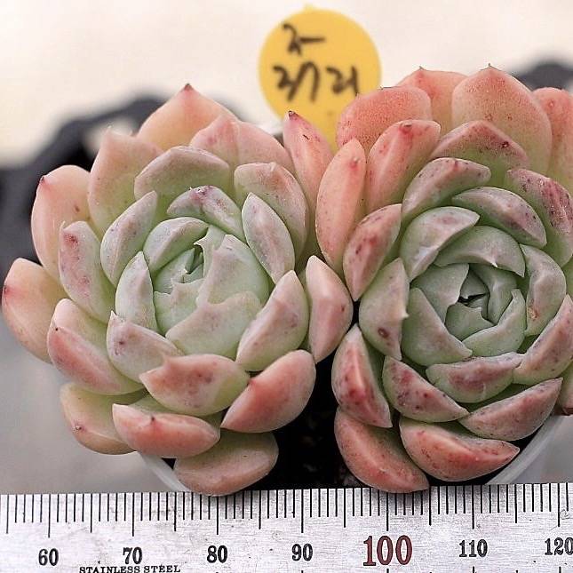Echeveria Sp.