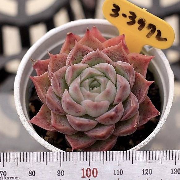 Echeveria Spicy Lara