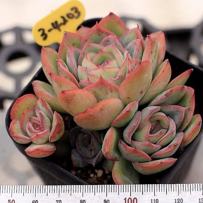 Echeveria Morning Dew