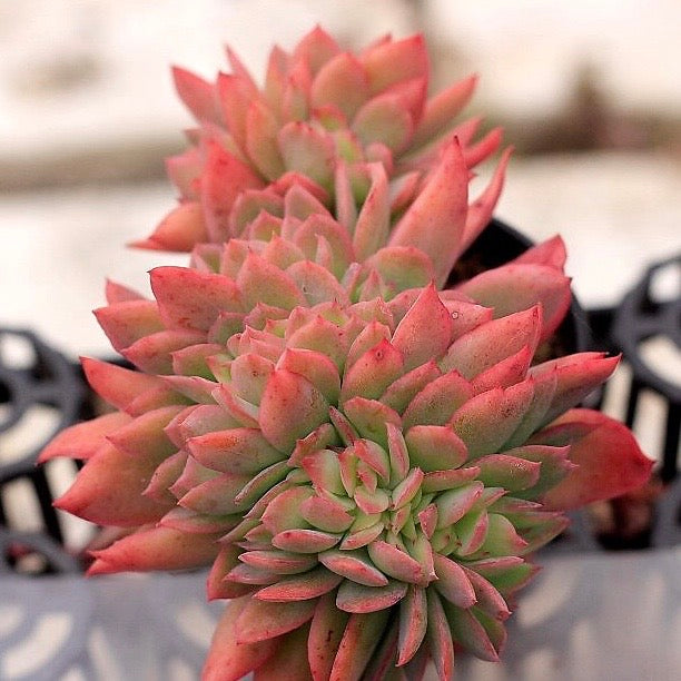 Echeveria Luella, Cristata